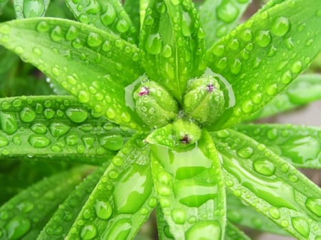 Drops on fresh green leaves