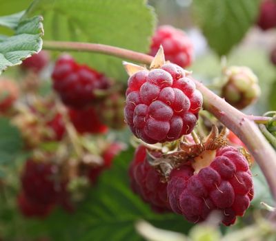 Fresh Raspberry on the sun