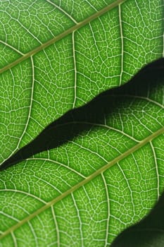 Leafs detail - nature macro shot - nice background
