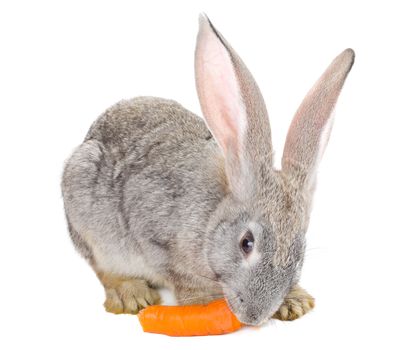 close-up gray rabbit eating carrot, isolated on white