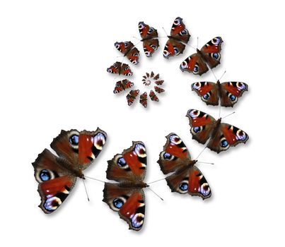 Butterflies flying in spiral on the white background