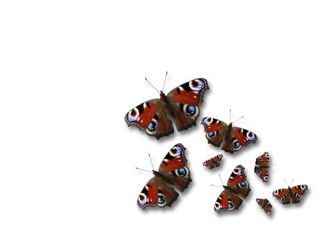 Butterflies on white background