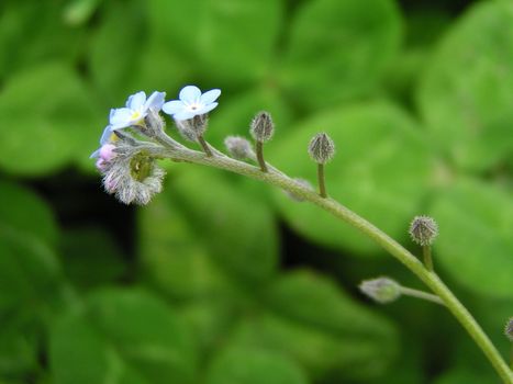 Small blue flower forget-me-not in the grass