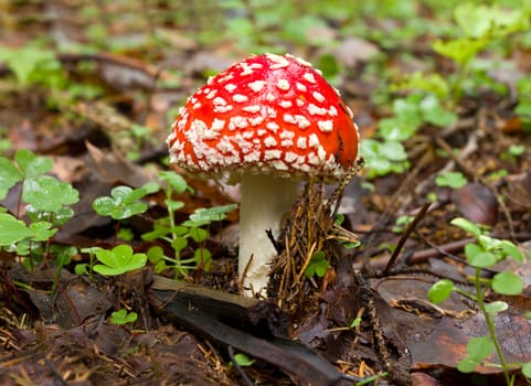 fly agaric in the forest