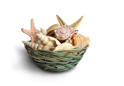 Seashells from holiday on white background