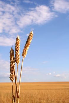 Corn field with three ears and the field on the background
