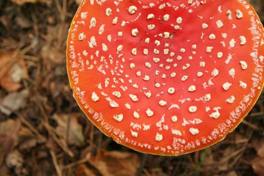 Red toadstool view from the top