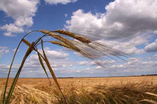 Corn field with three ears and the field on the background