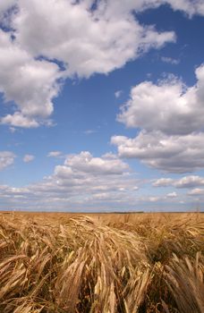 Corn field under white clouds on blue sky