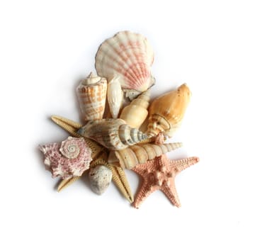 Small heap of seashells on a white background