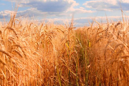 Evening corn field - summer landscape