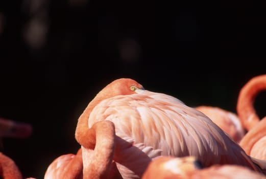 Flamingo resting