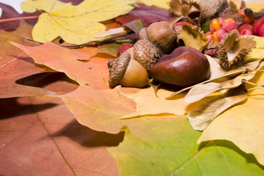 Autumn still life - colorful leafs and other autumn stuff