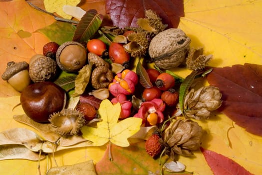Autumn still life - colorful leafs and other autumn stuff