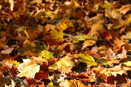 Autumn colorful leafs background