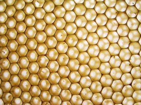 honeycomb full of honey aginst the sun