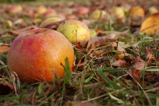 Autumn apples in grass