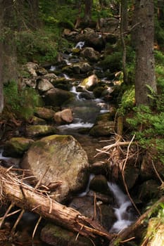 Wild creek in the deep forest