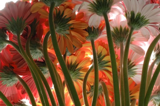 Pink, orange and red Gerber flowers in full bloom