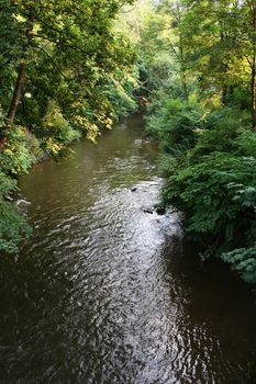 Slow creek in the wood