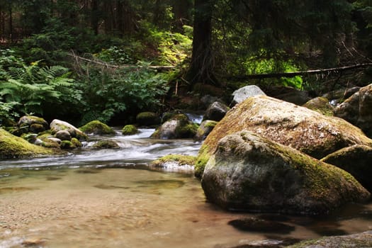 Wild creek in the deep forest