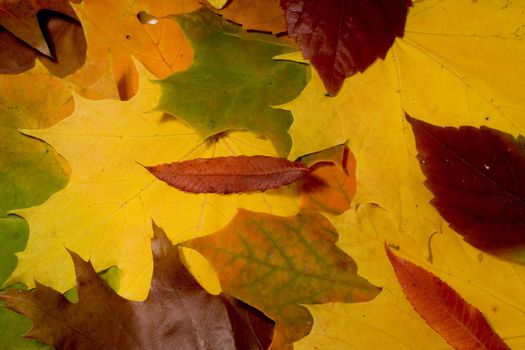 Autumn still life - colorful leafs and other autumn stuff