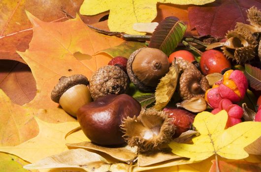 Autumn still life - colorful leafs and other autumn stuff