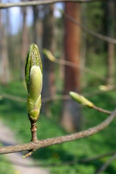 Spring bud on the tree