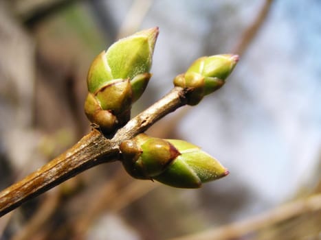 Spring leaf bud (triple)