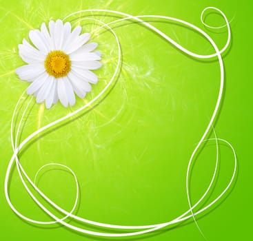 Fresh spring background with marguerite