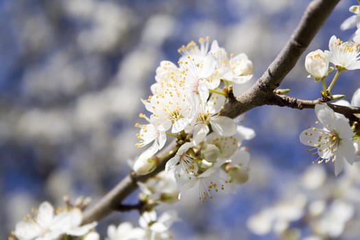 Beautiful white blossom flowers on a tree