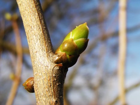 Spring bud agains blue sky