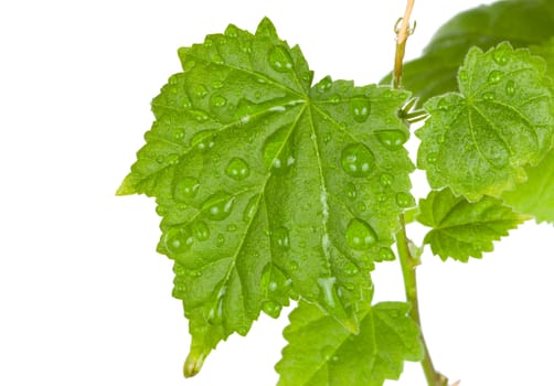 green leaves with water drops, isolated on white