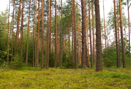 pine green forest in summer