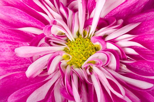 pink chrysanthemum flower, macro shot