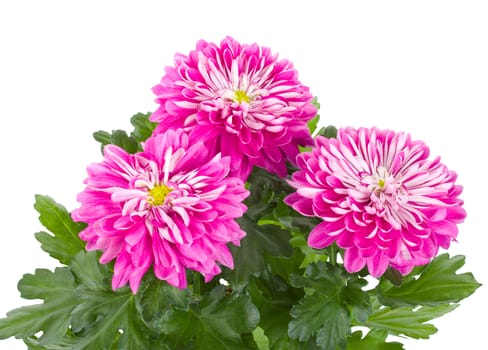 close-up pink chrysanthemum flowers, isolated on white