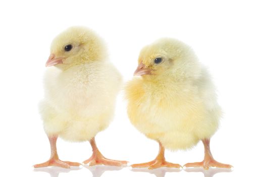 two small yellow chicks, isolated on white