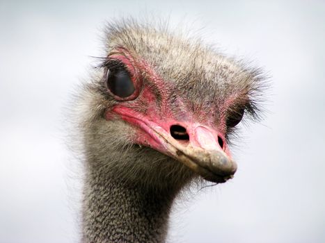 Curious ostrich close-up portrait
