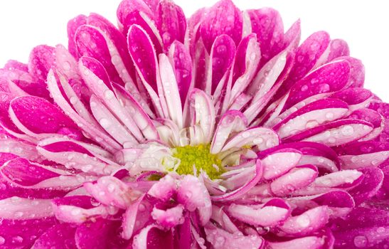 wet pink chrysanthemum flower, selected focus