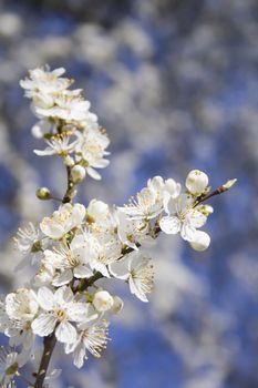 Beautiful white blossom flowers on a tree