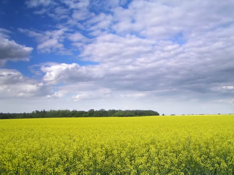 Rape field in hot summer day