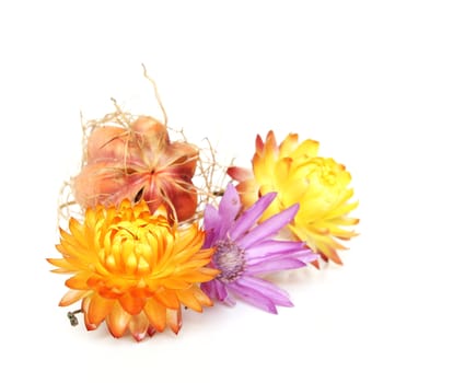 Strawflowers separated on white background