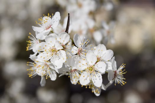 Beautiful white blossom flowers on a tree