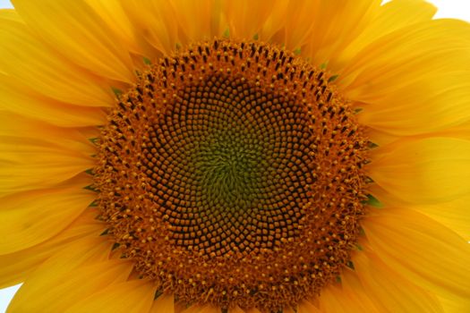 Nice sunflower - detail of the centre of the flower