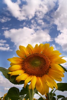 Nice sunflower under blue sky