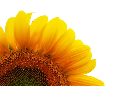 Isolated sunflower on white background