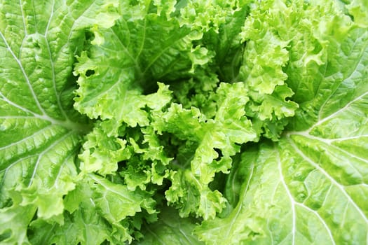Fresh lettuce - detail