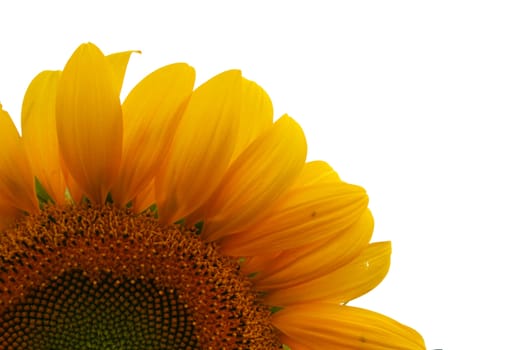 Nice sunflower - detail