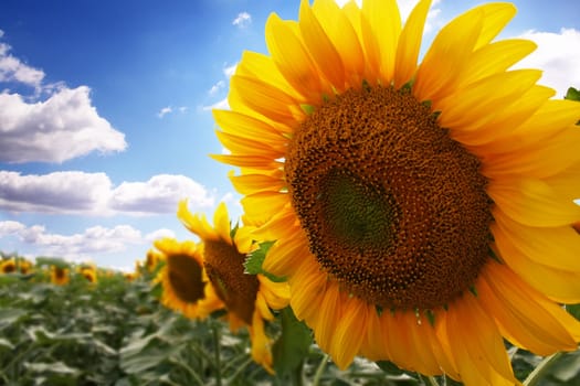 Sunflower with blue sky on the background