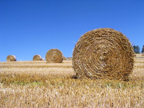 Harvested Rolls of Straw - in hot summer day